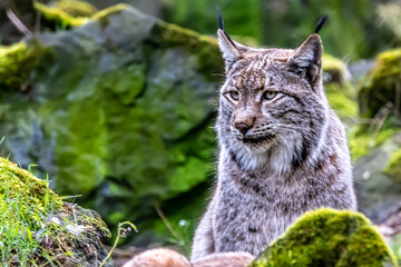 a lynx hiding in a dark forest