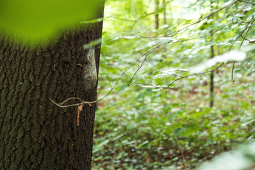 Obraz premium Eine Schnecke wandert über ein Nest von Eichenprozessionsspinnern in einem Park in Düsseldorf