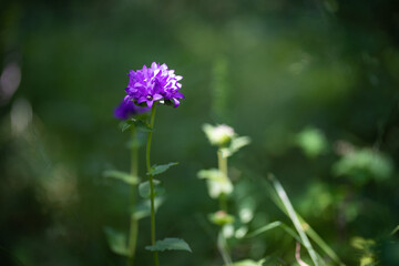 Schöne lila Blume Blüte freigestellt