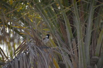 The house sparrow sitting in the palm tree.