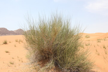 Fototapeta na wymiar Hot and arid desert sand dunes terrain in Sharjah emirate in the United Arab Emirates. The oil-rich UAE receives less than 4 inches of rainfall a year and relies on water from desalination plants.