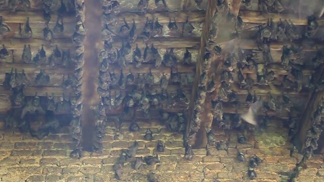 Bats at the ruins of Puthia Palace in Puthia village