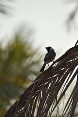 The house sparrow sitting in the palm tree. © Amel