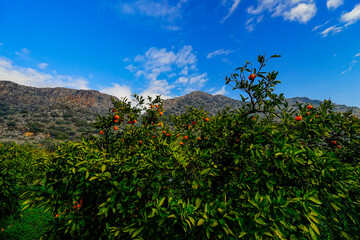 Beautiful landscape view from the mandarin orange farm against the mountains and sky.