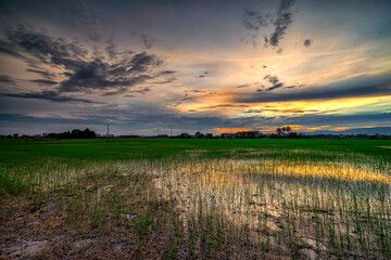 Fototapeta na wymiar Beautiful landscape view of a paddy field during sunset moment. Soft focus effect due to long exposure technique