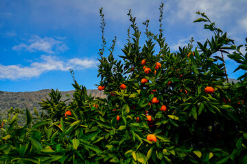 Beautiful mandarin oranges were seen on the trees against the mountain and sky