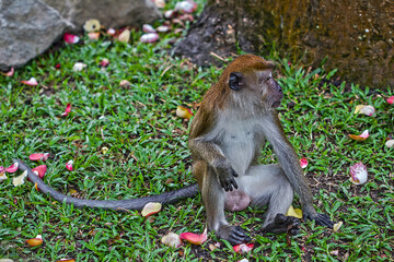 A monkey were seen sitting on the ground. Soft focus effect due to large aperture setting