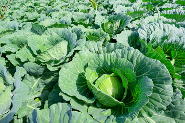 Green fresh cabbage glowing on foothills