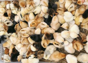 small cute chickens close up