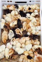 small cute chickens close up