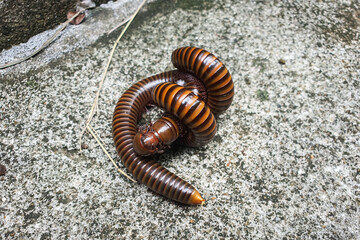 Two millipedes are mating on the cement ground