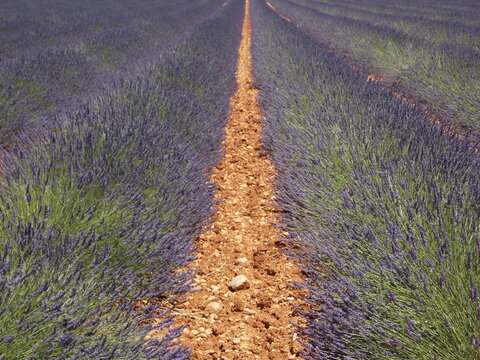 provence