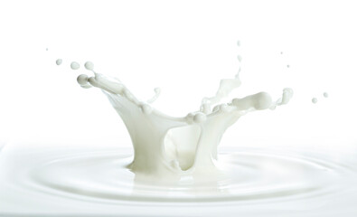 pouring of milk splash isolated white background