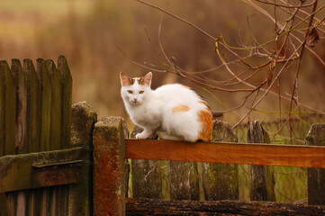 Tabby cat on a fence