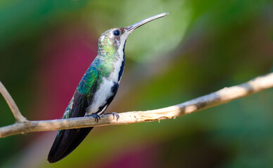 Black-throated mango female, a little hummingbird from the rain forest