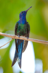 Swallow-tailed hummingbird from the rain forest with a blue and green and long tail