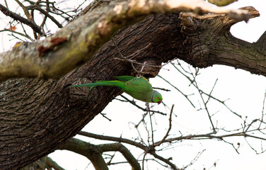 A Ring parakeets feeding in a tree. London UK