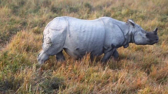Indian rhinoceros (Rhinoceros unicornis) in Kaziranga national park, India