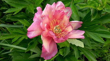 Peony ITO hybrid cultivar Julia Rose in the spring garden close-up