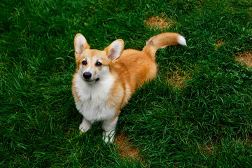 Summer morning on a walk with a dog in the green grass. Corgi. Playing with a dog on the lawn.