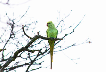 A Ring parakeet in a tree. London UK