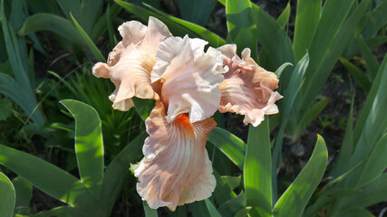 The beige flower of tall bearded iris varieties Magic by gosh. An image closeup.