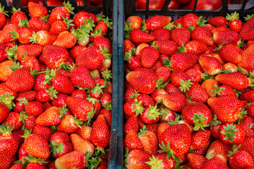 Lots of ripe red strawberries close up for sale. Showcase of the retail market for vegetables and...