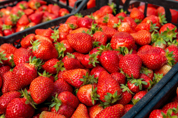 Lots of ripe red strawberries close up for sale. Showcase of the retail market for vegetables and fruits.