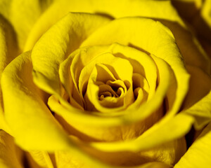 Yellow rose close up macro photo from flower petals