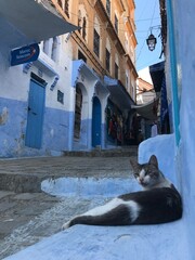 cat relaxing on the doorstep of the house in chefchaouen city