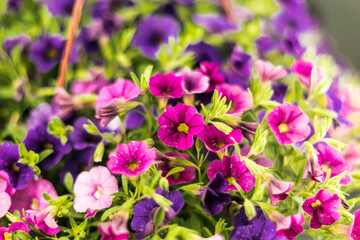 Obraz na płótnie Canvas Calibrachoa is representative of the Solanaceae family, along with its closest relative of the Petunia. However, until 1990, the plant was considered one of the varieties of petunias. A basket of cali