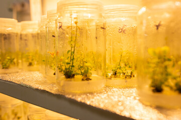 Growing blueberry plants in sterile conditions by in vitro technology. Micropropagation of flowers...