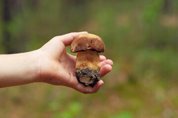 A child's hand holds a fresh delicious mushroom collected in the forest.