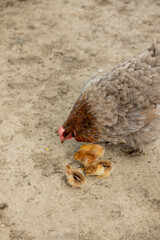 Closeup of a mother chicken with its baby chicks on the farm. Hen with baby chickens