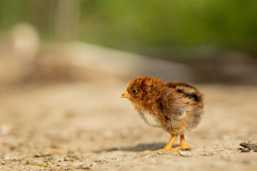 portrait of Easter little fluffy yellow chicken walking in the yard of the village on a Sunny spring day