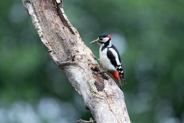 Great spotted woodpecker (Dendrocopos major) on a dead tree on a sunny day