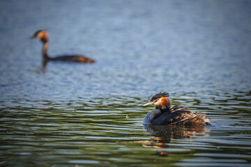 Perkoz © wrzesientomek