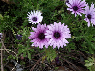 Purple and white flowers in Carlsbad California 2019