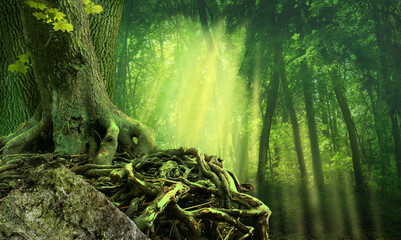 Green dark forest, sun rays, old tree with crooked interlaced roots and rock