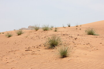 Hot and arid desert sand dunes terrain in Sharjah emirate in the United Arab Emirates. The oil-rich UAE receives less than 4 inches of rainfall a year and relies on water from desalination plants.