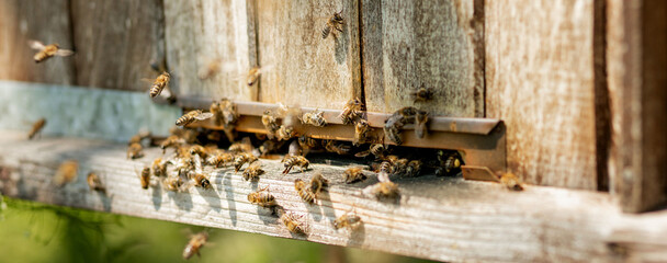 A lot of bees returning to bee hive and entering beehive with collected floral nectar and flower...