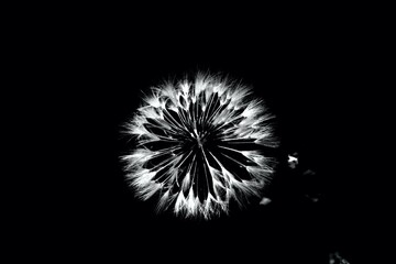 A close up of the head of a white fluffy dandelion plant. puffy dandelion with seeds in morning...