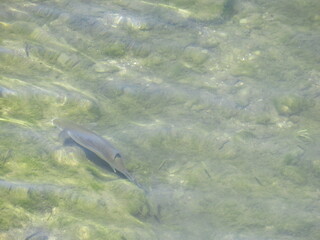 Fototapeta premium Fish