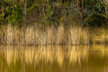 Rocks growing on the shore of a small lake in the Esterel hills. Their yellow colour is reflected in the blue water of the lake.
