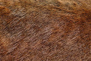 Brown deer fur used as a background image