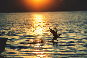 Kaczka w biegu © wrzesientomek