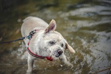 Zabawa w wodzie © wrzesientomek