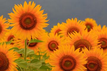 Sunflowers in Japan Country Side