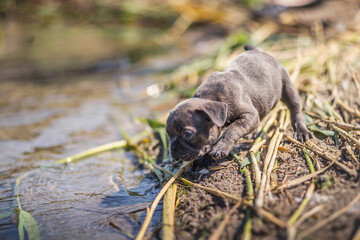 Szczeniaki w trawie © wrzesientomek