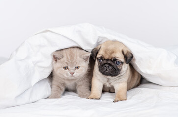 In the bedroom of the house under a blanket on the bed lie a small puppy and kitten and look at the camera